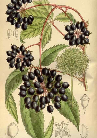Reproducción/Reproduction 35885634612: Curtis's botanical magazine.. London ; New York [etc.] :Academic Press [etc.]