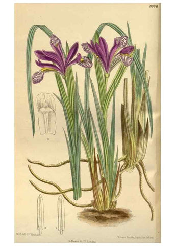 Reproducción/Reproduction 35885636492: Curtis's botanical magazine.. London ; New York [etc.] :Academic Press [etc.]