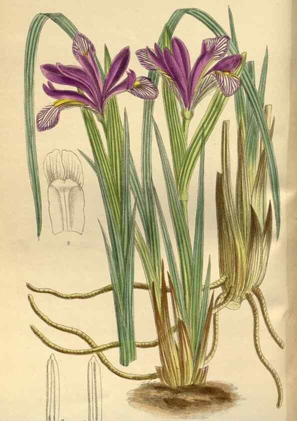 Reproducción/Reproduction 35885636492: Curtis's botanical magazine.. London ; New York [etc.] :Academic Press [etc.]