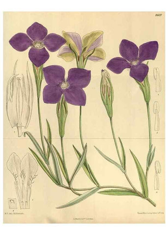 Reproducción/Reproduction 35667333020: Curtis's botanical magazine.. London ; New York [etc.] :Academic Press [etc.]
