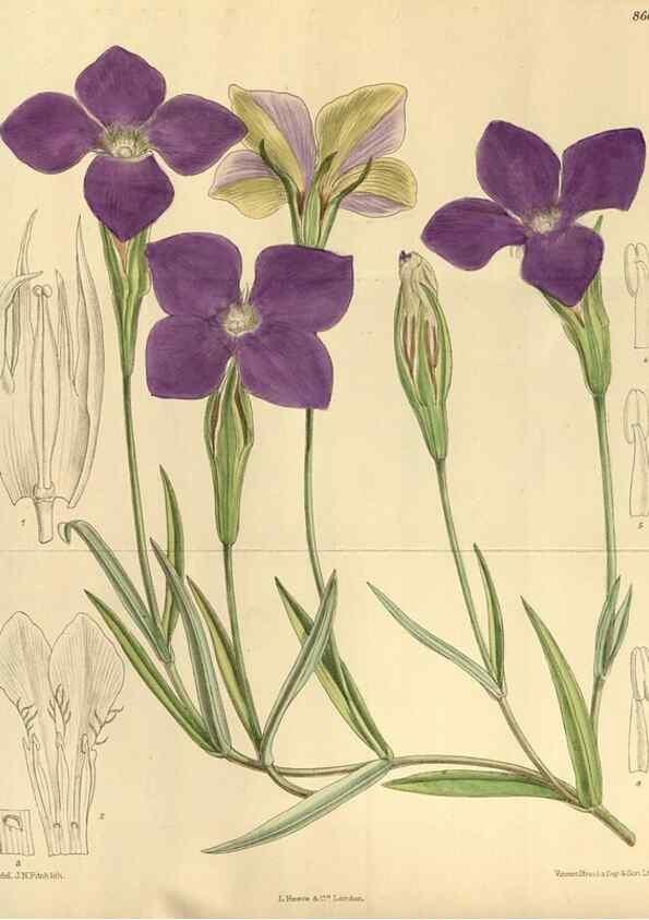 Reproducción/Reproduction 35667333020: Curtis's botanical magazine.. London ; New York [etc.] :Academic Press [etc.]