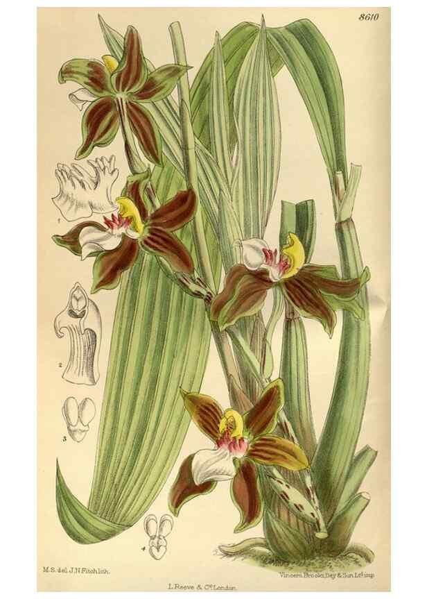 Reproducción/Reproduction 35217354574: Curtis's botanical magazine.. London ; New York [etc.] :Academic Press [etc.]