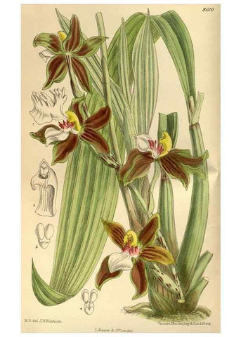 Reproducción/Reproduction 35217354574: Curtis's botanical magazine.. London ; New York [etc.] :Academic Press [etc.]