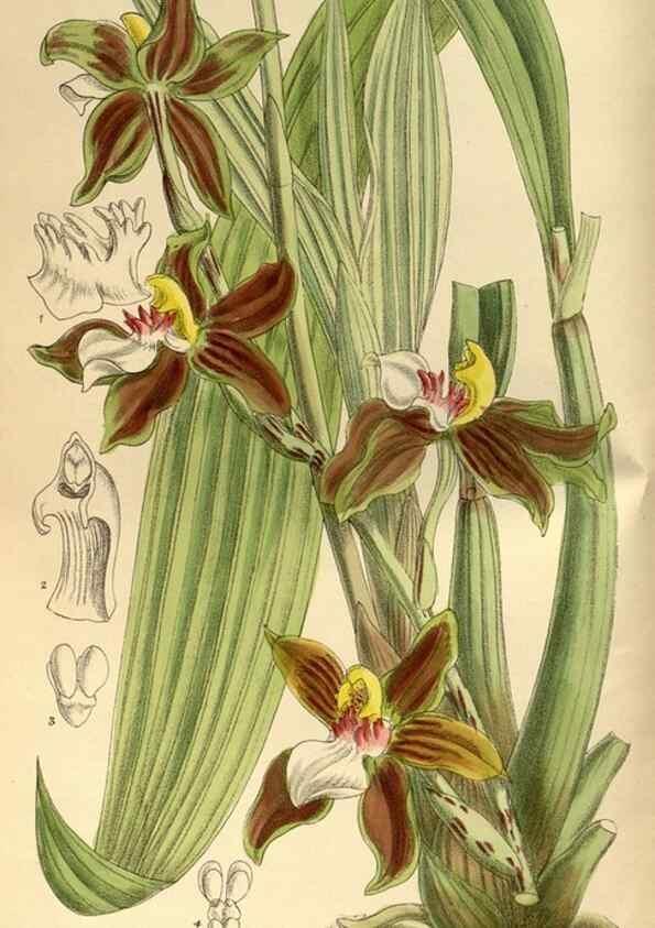 Reproducción/Reproduction 35217354574: Curtis's botanical magazine.. London ; New York [etc.] :Academic Press [etc.]