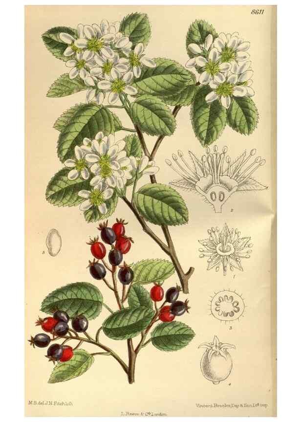Reproducción/Reproduction 35667338010: Curtis's botanical magazine.. London ; New York [etc.] :Academic Press [etc.]