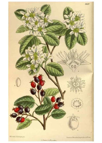 Reproducción/Reproduction 35667338010: Curtis's botanical magazine.. London ; New York [etc.] :Academic Press [etc.]