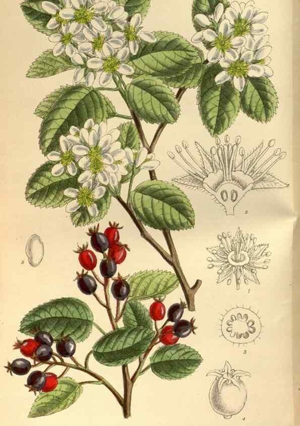 Reproducción/Reproduction 35667338010: Curtis's botanical magazine.. London ; New York [etc.] :Academic Press [etc.]
