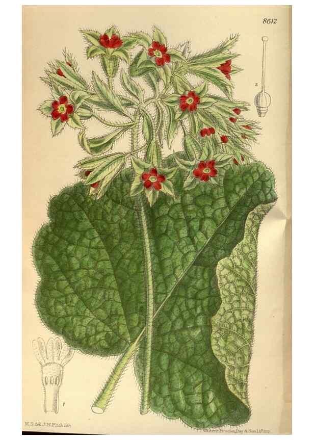 Reproducción/Reproduction 35667340630: Curtis's botanical magazine.. London ; New York [etc.] :Academic Press [etc.]