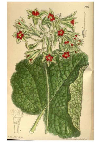 Reproducción/Reproduction 35667340630: Curtis's botanical magazine.. London ; New York [etc.] :Academic Press [etc.]