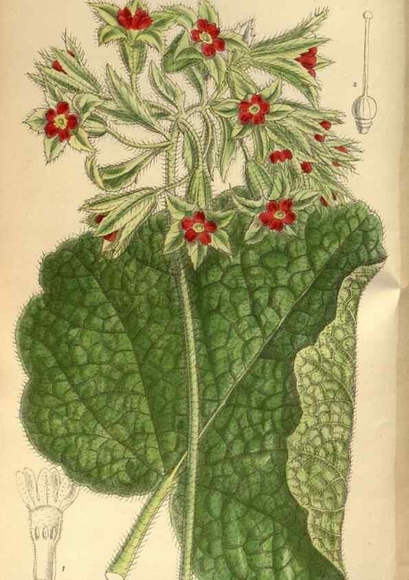 Reproducción/Reproduction 35667340630: Curtis's botanical magazine.. London ; New York [etc.] :Academic Press [etc.]