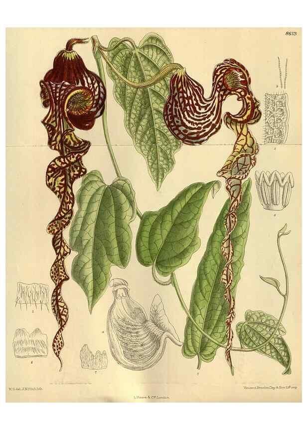 Reproducción/Reproduction 35667342380: Curtis's botanical magazine.. London ; New York [etc.] :Academic Press [etc.]