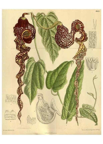 Reproducción/Reproduction 35667342380: Curtis's botanical magazine.. London ; New York [etc.] :Academic Press [etc.]