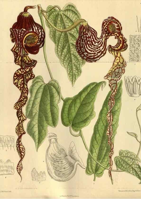 Reproducción/Reproduction 35667342380: Curtis's botanical magazine.. London ; New York [etc.] :Academic Press [etc.]