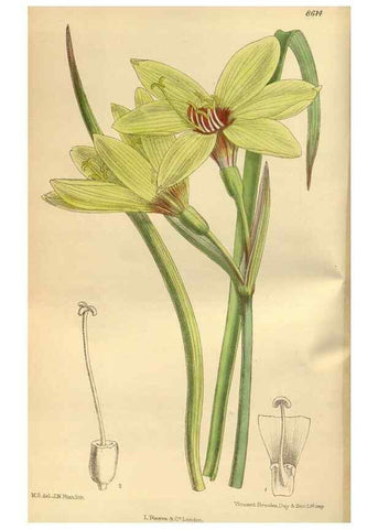 Reproducción/Reproduction 35885650252: Curtis's botanical magazine.. London ; New York [etc.] :Academic Press [etc.]