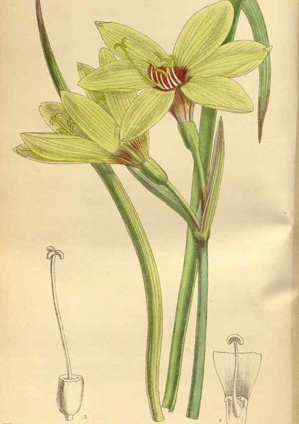 Reproducción/Reproduction 35885650252: Curtis's botanical magazine.. London ; New York [etc.] :Academic Press [etc.]