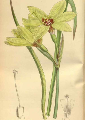 Reproducción/Reproduction 35885650252: Curtis's botanical magazine.. London ; New York [etc.] :Academic Press [etc.]