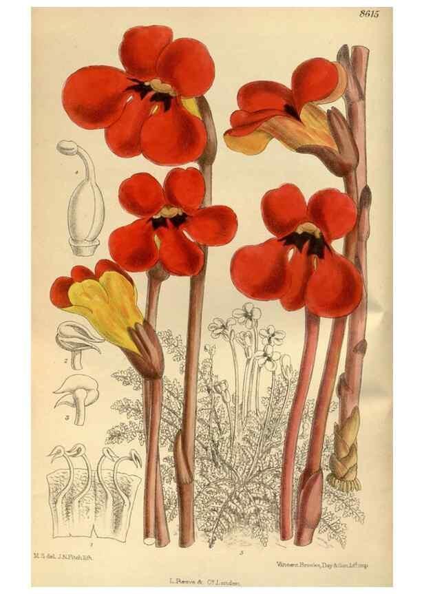 Reproducción/Reproduction 35667346130: Curtis's botanical magazine.. London ; New York [etc.] :Academic Press [etc.]