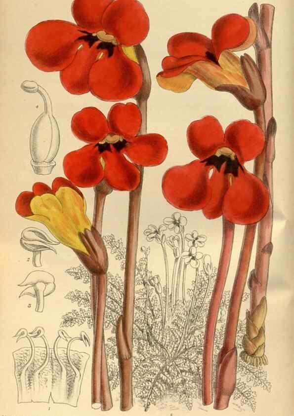 Reproducción/Reproduction 35667346130: Curtis's botanical magazine.. London ; New York [etc.] :Academic Press [etc.]