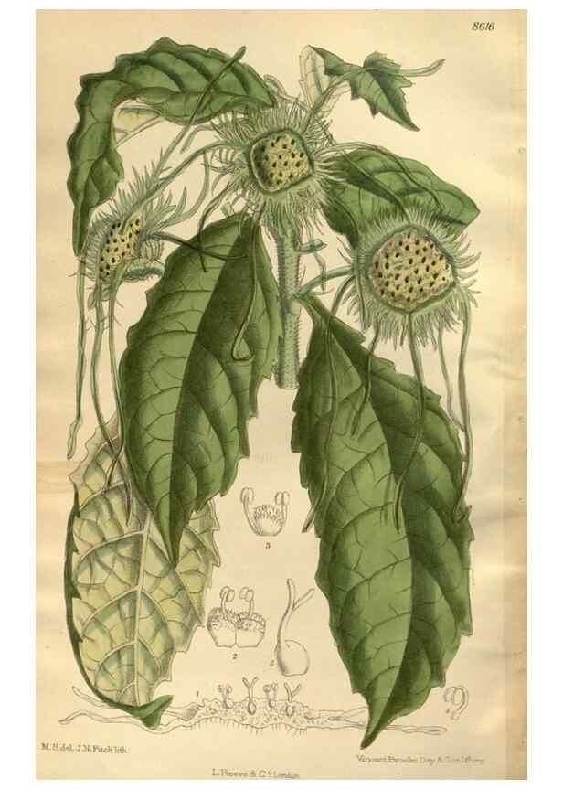 Reproducción/Reproduction 35667347270: Curtis's botanical magazine.. London ; New York [etc.] :Academic Press [etc.]