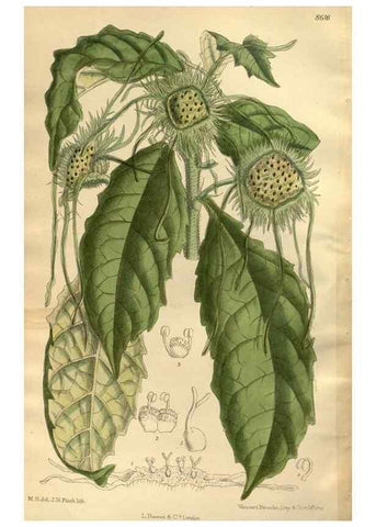 Reproducción/Reproduction 35667347270: Curtis's botanical magazine.. London ; New York [etc.] :Academic Press [etc.]