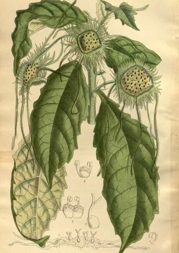 Reproducción/Reproduction 35667347270: Curtis's botanical magazine.. London ; New York [etc.] :Academic Press [etc.]