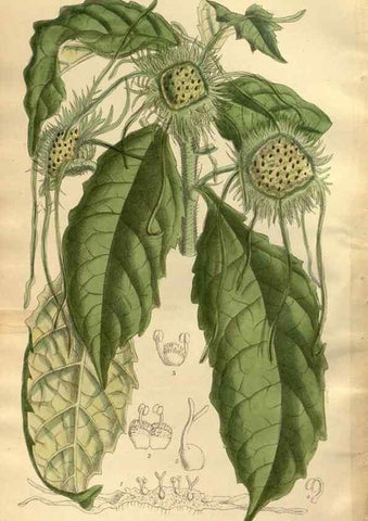 Reproducción/Reproduction 35667347270: Curtis's botanical magazine.. London ; New York [etc.] :Academic Press [etc.]