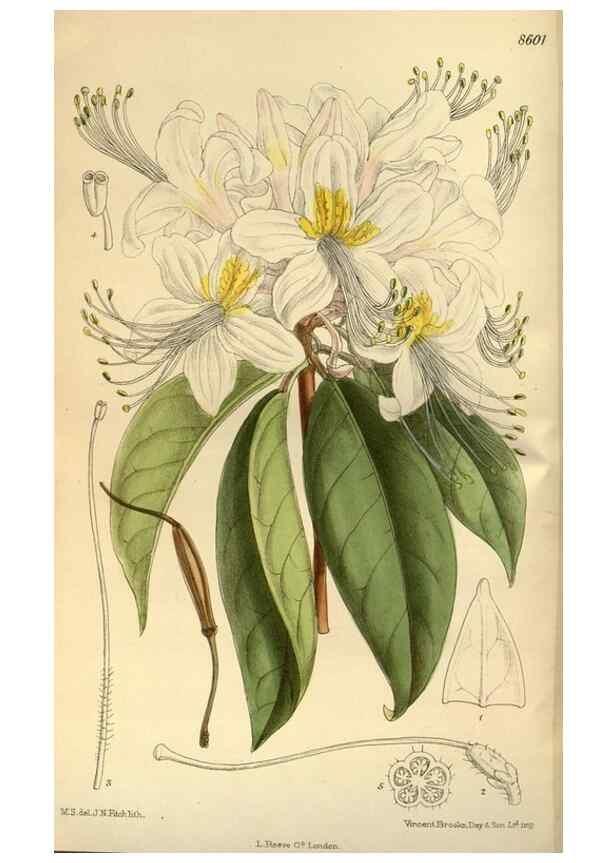 Reproducción/Reproduction 36015472986: Curtis's botanical magazine.. London ; New York [etc.] :Academic Press [etc.]