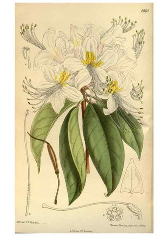Reproducción/Reproduction 36015472986: Curtis's botanical magazine.. London ; New York [etc.] :Academic Press [etc.]
