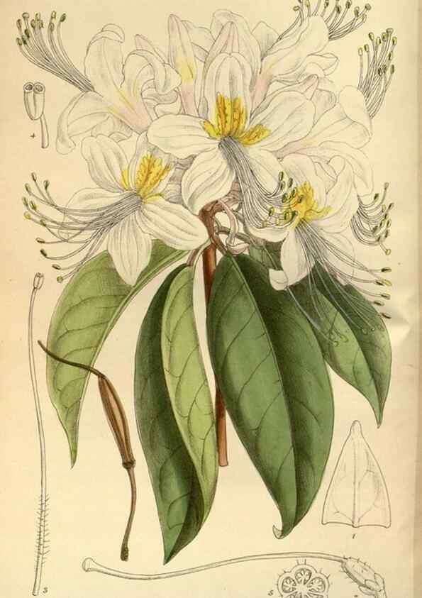 Reproducción/Reproduction 36015472986: Curtis's botanical magazine.. London ; New York [etc.] :Academic Press [etc.]