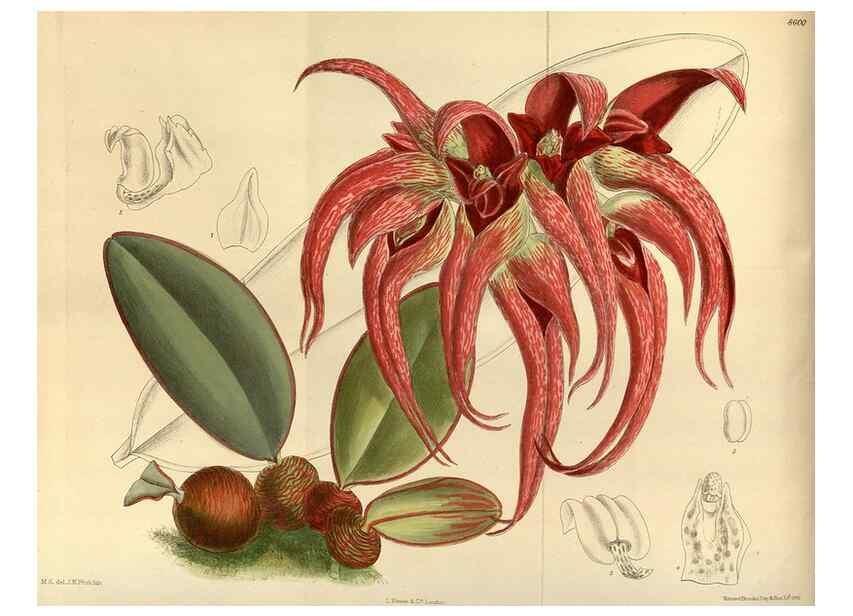Reproducción/Reproduction 35667305460: Curtis's botanical magazine.. London ; New York [etc.] :Academic Press [etc.]