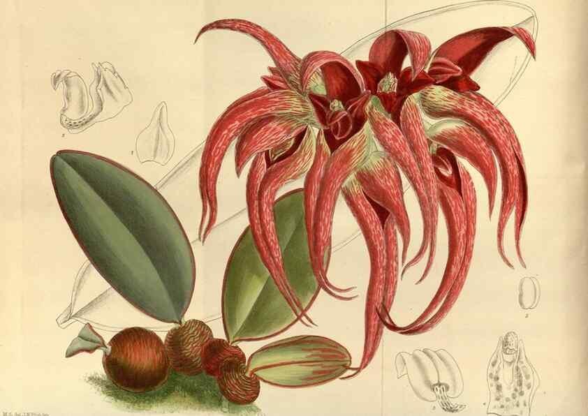 Reproducción/Reproduction 35667305460: Curtis's botanical magazine.. London ; New York [etc.] :Academic Press [etc.]