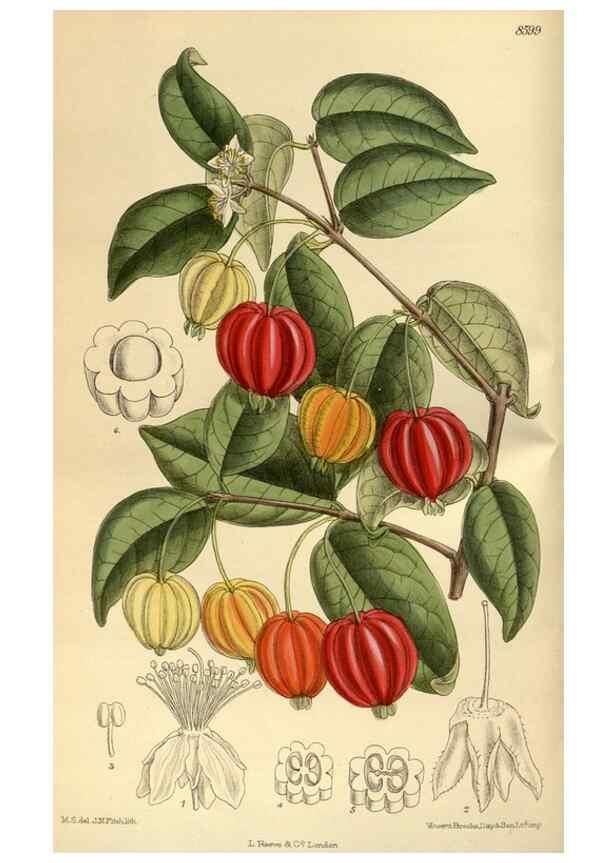 Reproducción/Reproduction 35667303480: Curtis's botanical magazine.. London ; New York [etc.] :Academic Press [etc.]
