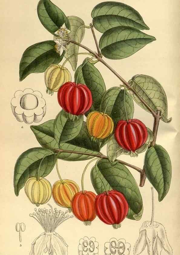 Reproducción/Reproduction 35667303480: Curtis's botanical magazine.. London ; New York [etc.] :Academic Press [etc.]