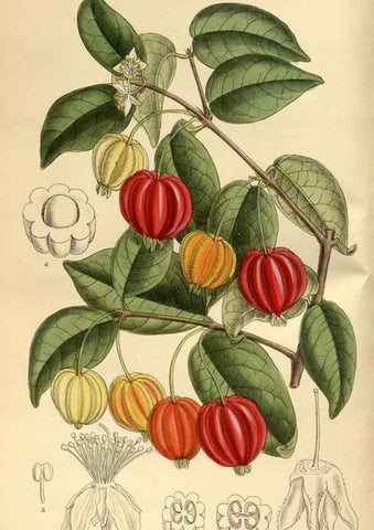 Reproducción/Reproduction 35667303480: Curtis's botanical magazine.. London ; New York [etc.] :Academic Press [etc.]