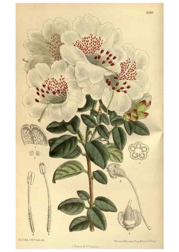 Reproducción/Reproduction 35248009953: Curtis's botanical magazine.. London ; New York [etc.] :Academic Press [etc.]