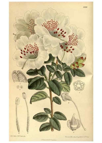 Reproducción/Reproduction 35248009953: Curtis's botanical magazine.. London ; New York [etc.] :Academic Press [etc.]