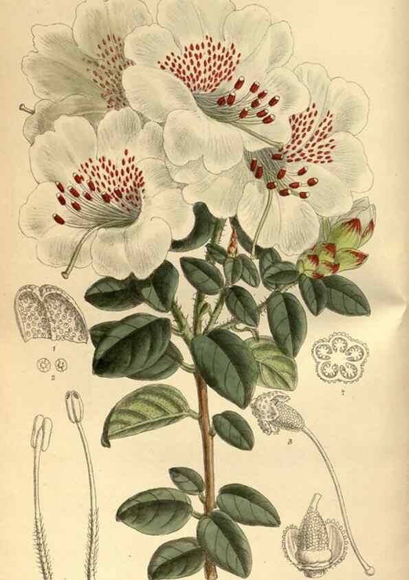 Reproducción/Reproduction 35248009953: Curtis's botanical magazine.. London ; New York [etc.] :Academic Press [etc.]