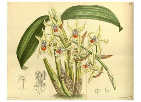 Reproducción/Reproduction 35247824673: Curtis's botanical magazine.. London ; New York [etc.] :Academic Press [etc.]