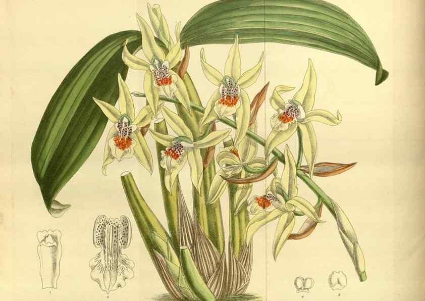 Reproducción/Reproduction 35247824673: Curtis's botanical magazine.. London ; New York [etc.] :Academic Press [etc.]