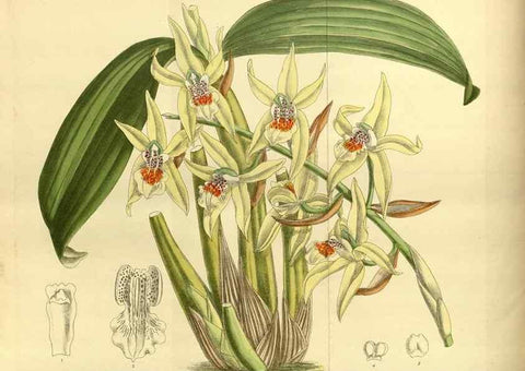 Reproducción/Reproduction 35247824673: Curtis's botanical magazine.. London ; New York [etc.] :Academic Press [etc.]