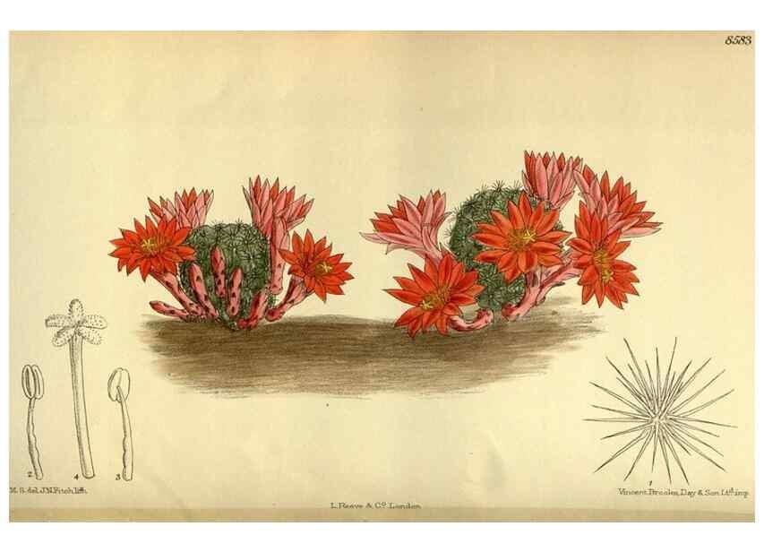 Reproducción/Reproduction 35247826523: Curtis's botanical magazine.. London ; New York [etc.] :Academic Press [etc.]