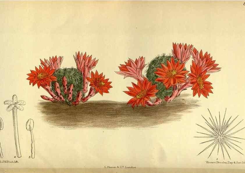 Reproducción/Reproduction 35247826523: Curtis's botanical magazine.. London ; New York [etc.] :Academic Press [etc.]