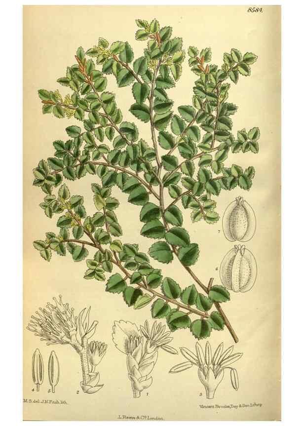 Reproducción/Reproduction 35247828983: Curtis's botanical magazine.. London ; New York [etc.] :Academic Press [etc.]