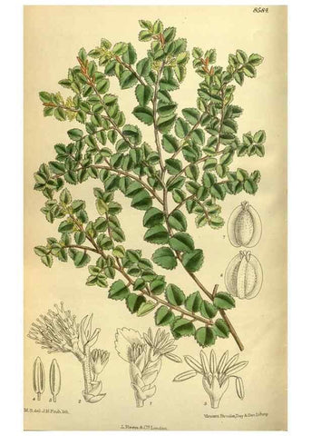 Reproducción/Reproduction 35247828983: Curtis's botanical magazine.. London ; New York [etc.] :Academic Press [etc.]