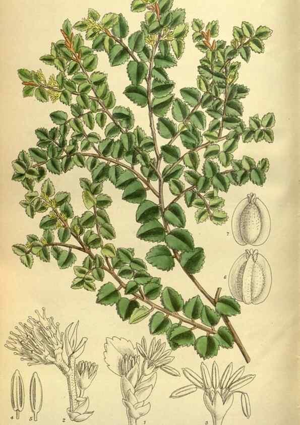 Reproducción/Reproduction 35247828983: Curtis's botanical magazine.. London ; New York [etc.] :Academic Press [etc.]