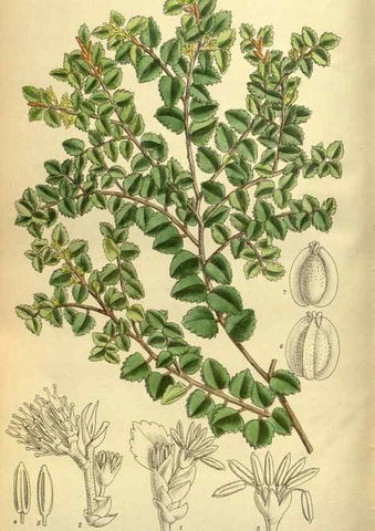 Reproducción/Reproduction 35247828983: Curtis's botanical magazine.. London ; New York [etc.] :Academic Press [etc.]
