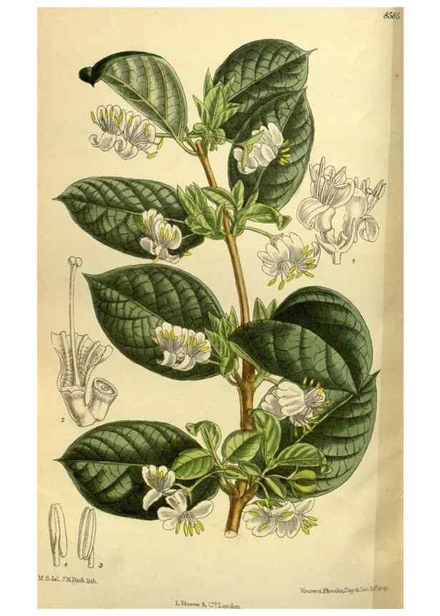 Reproducción/Reproduction 35247831293: Curtis's botanical magazine.. London ; New York [etc.] :Academic Press [etc.]