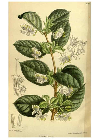 Reproducción/Reproduction 35247831293: Curtis's botanical magazine.. London ; New York [etc.] :Academic Press [etc.]