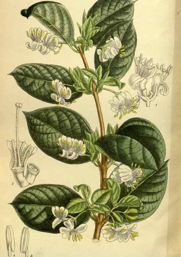 Reproducción/Reproduction 35247831293: Curtis's botanical magazine.. London ; New York [etc.] :Academic Press [etc.]