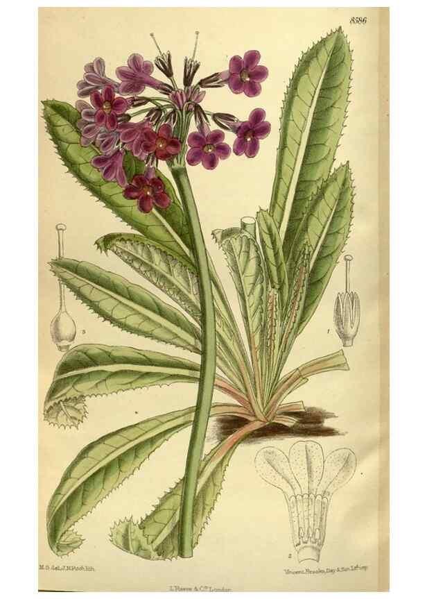 Reproducción/Reproduction 35247833723: Curtis's botanical magazine.. London ; New York [etc.] :Academic Press [etc.]